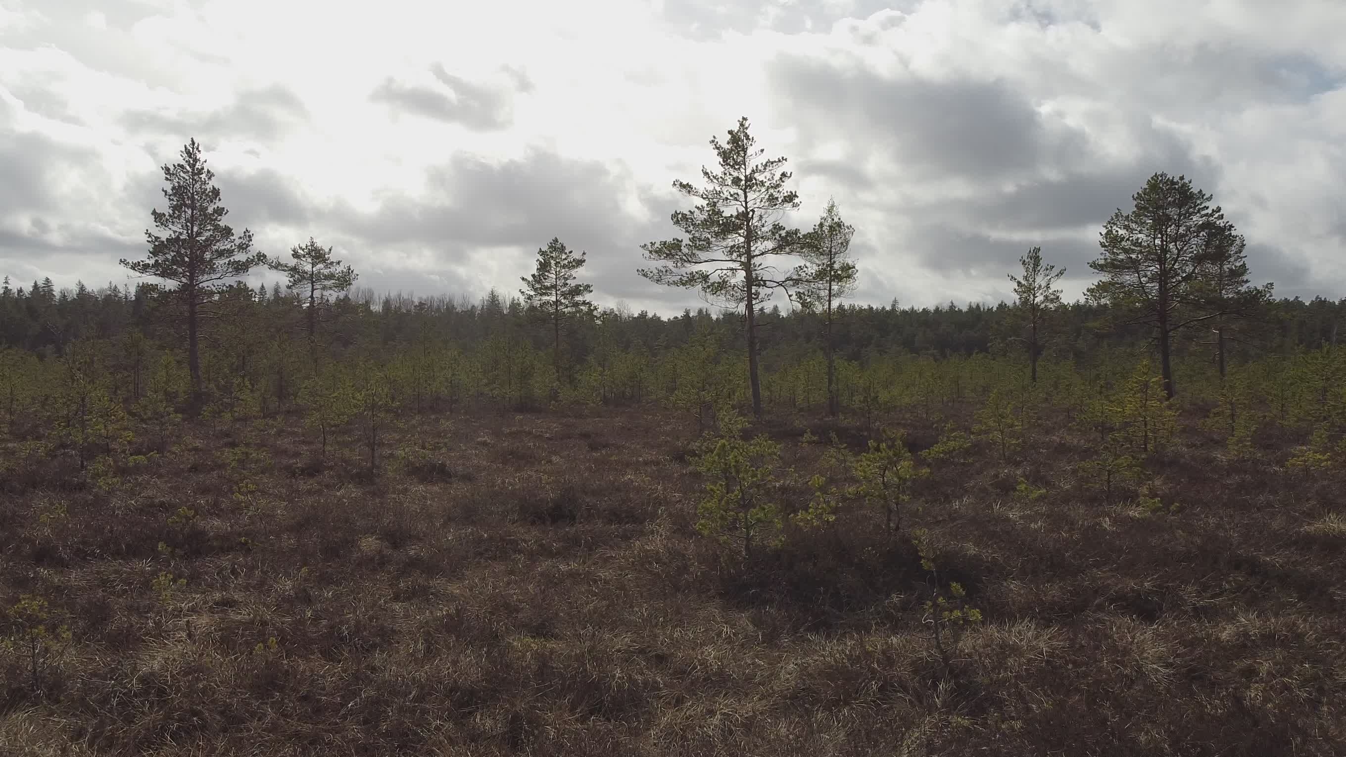 serene aerial view of forested wetland area 32521153