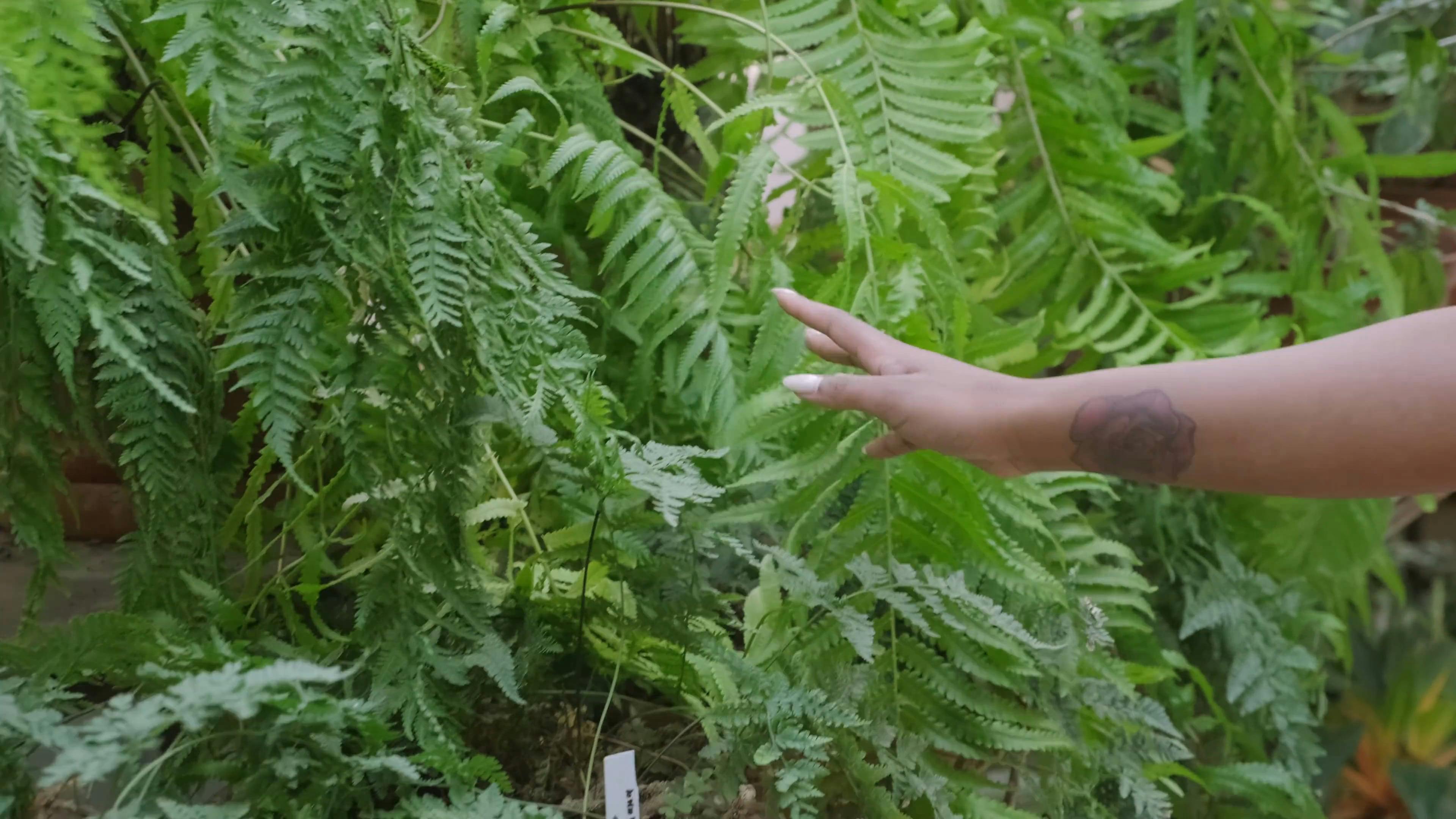 A Woman Hand Touching The Leaves Of A Fern Plants · Free Stock Video