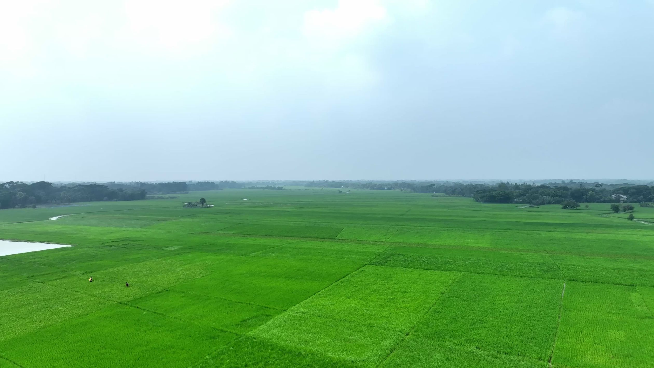 Lush Green Rice Fields in Bangladesh Free Stock Video Footage, Royalty ...