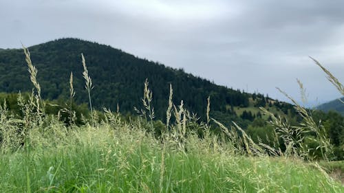 Wild Grass Growing With Seeds At Its Tips