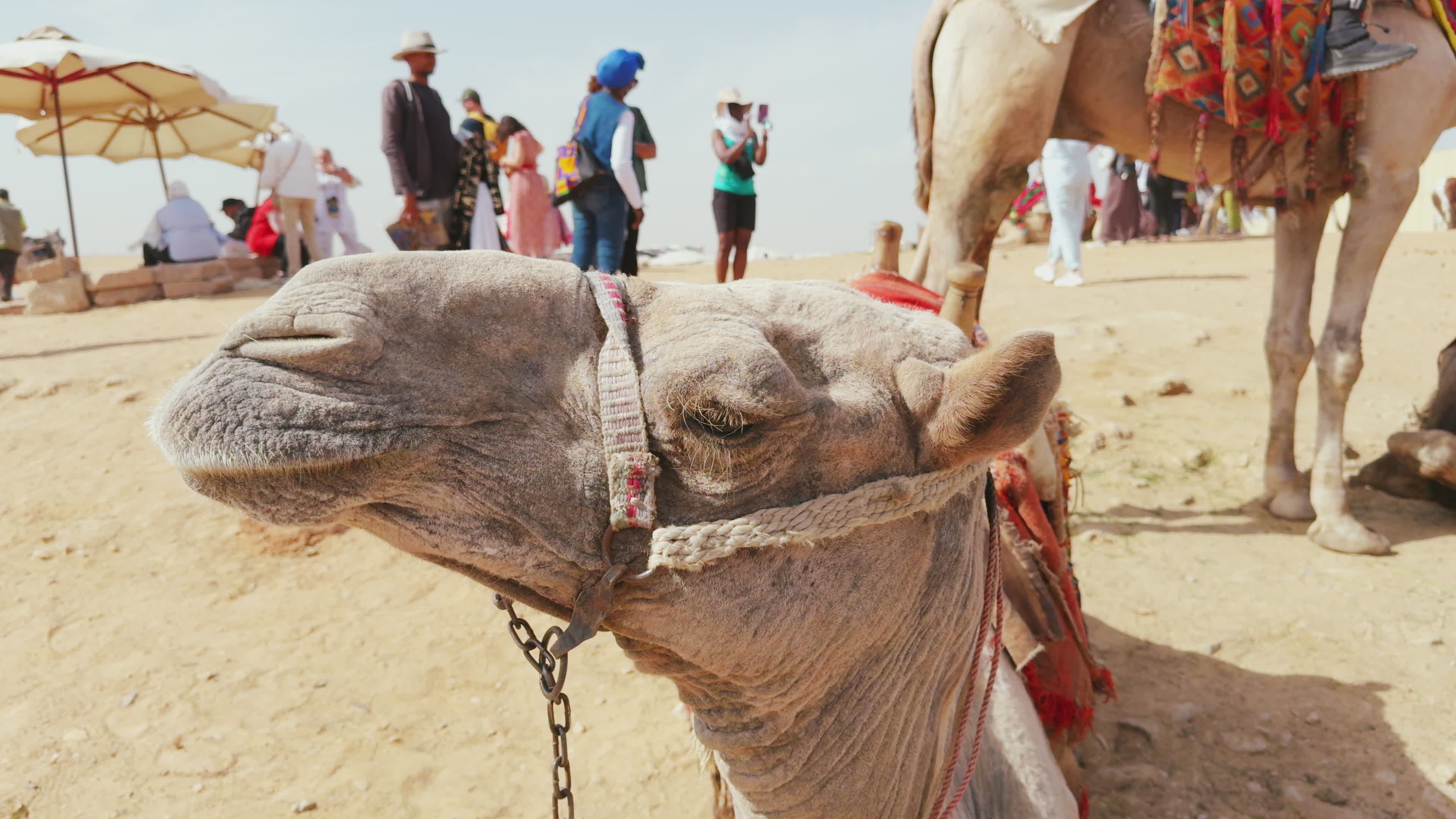 Close-Up of Camel at Giza Plateau Market Free Stock Video Footage ...