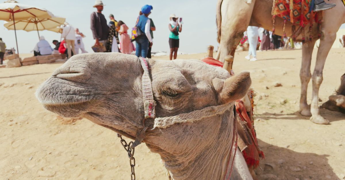 Camel Video Close-Up of Camel at Giza Plateau Market Free Stock Video Footage ...