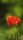 poppy