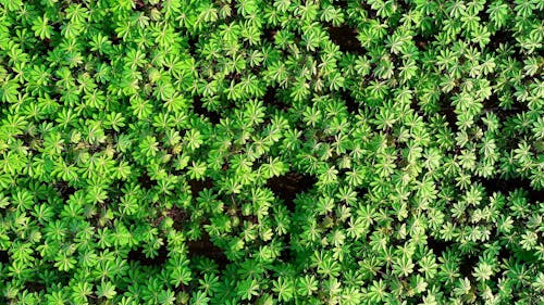 Aerial Footage Of Farmland