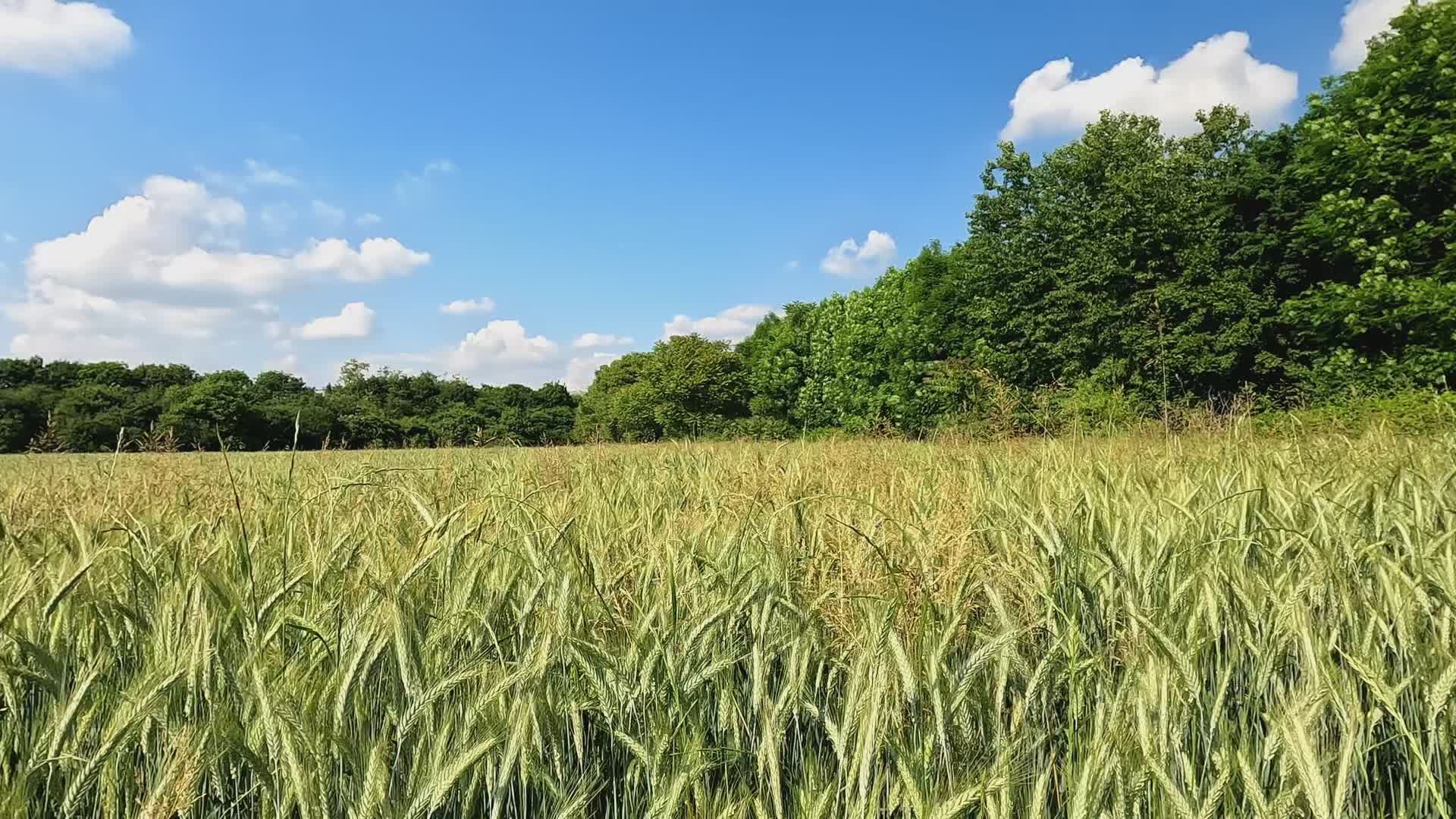 Video by Sergio Scandroglio