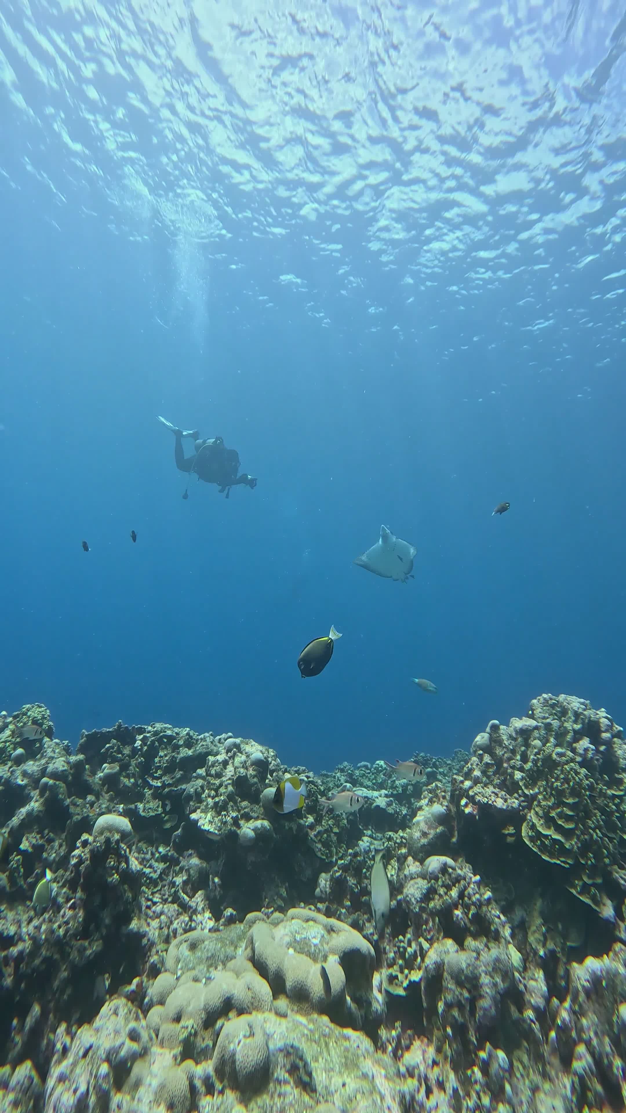 Underwater Adventure with Scuba Divers and Marine Life Free Stock Video ...