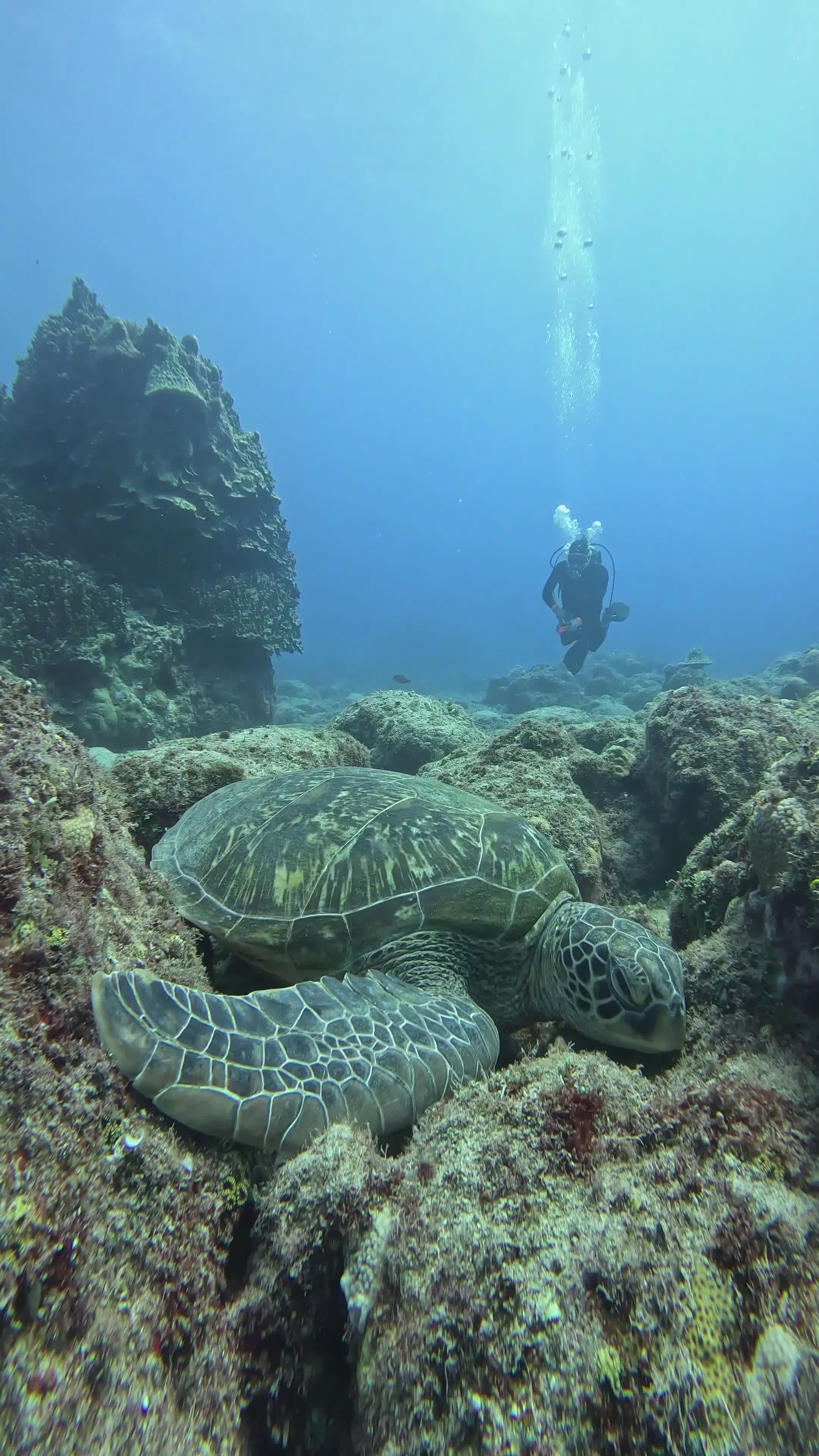 Scuba Diver Exploring Underwater World Free Stock Video Footage ...