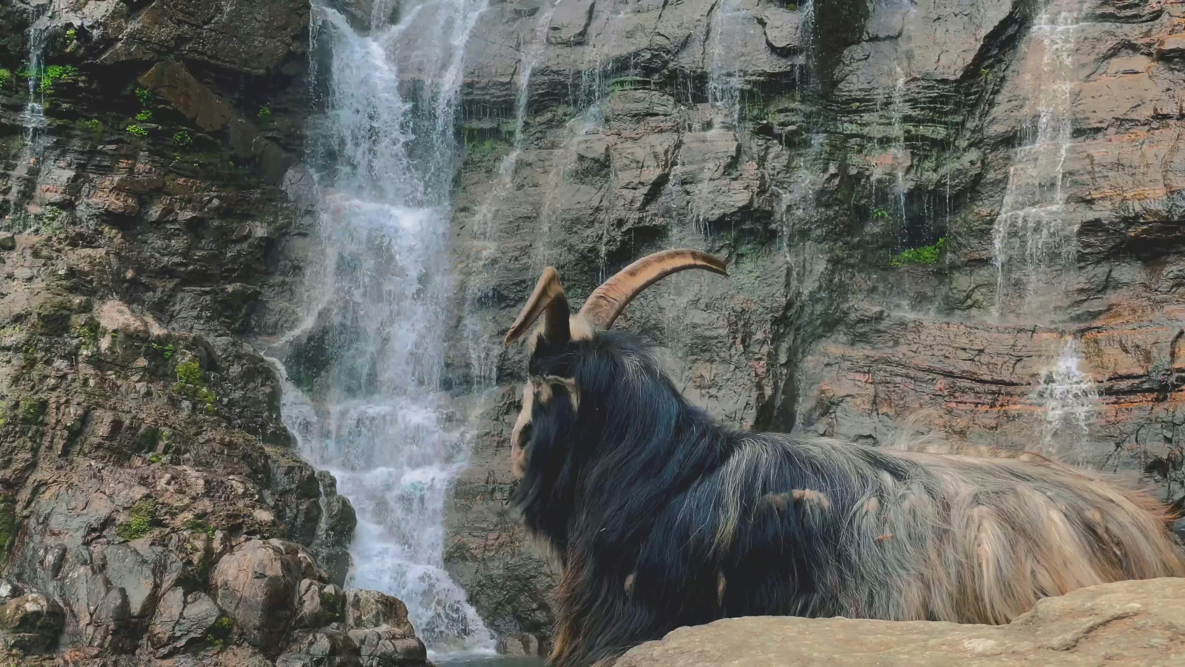 Majestic Mountain Goat by Powerful Waterfall Free Stock Video Footage ...