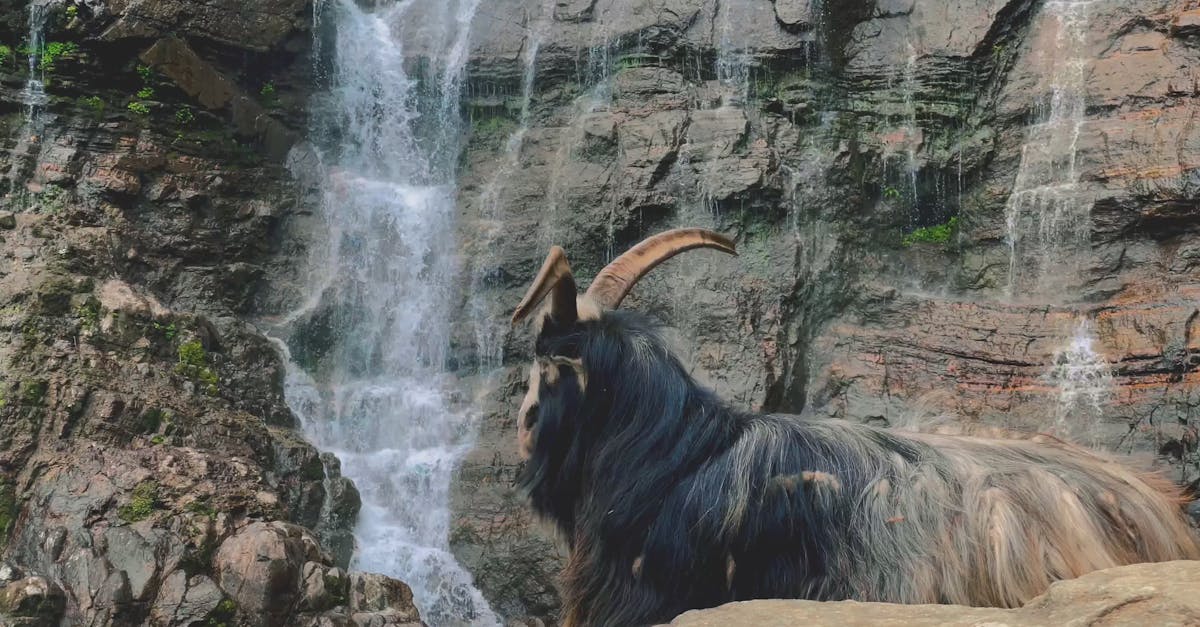 Majestic Mountain Goat by Powerful Waterfall Free Stock Video Footage ...