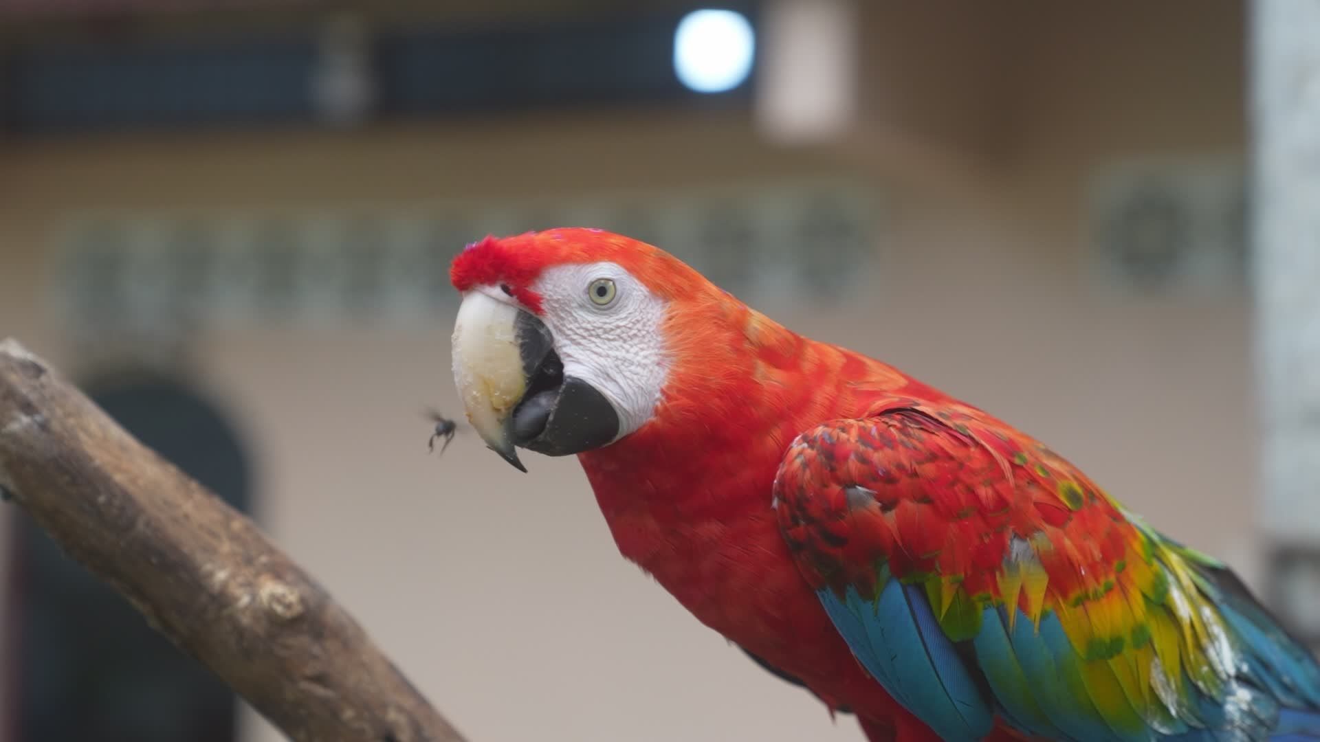 Fresh Look at Vibrant Scarlet Macaw In Amazon Jungle Free Stock Video Footage