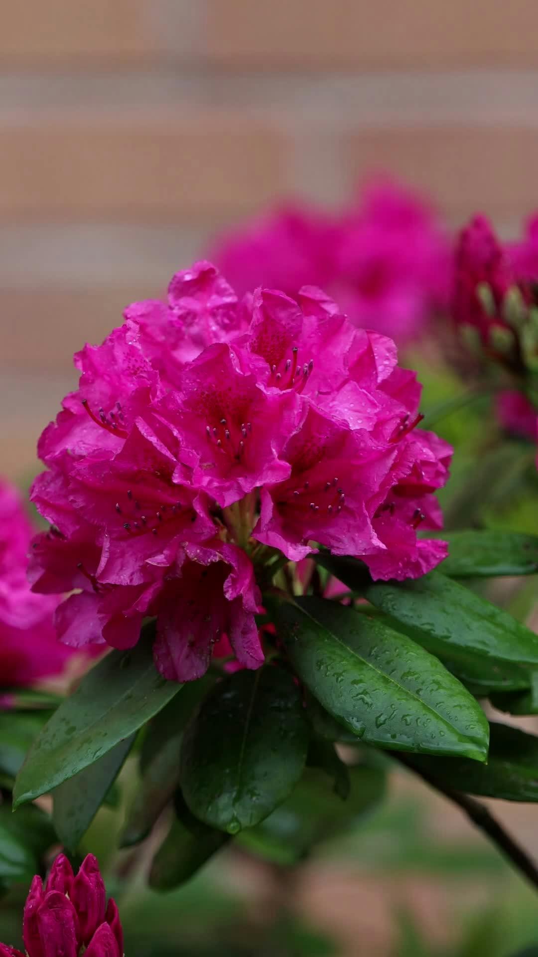 Big Rhododendron Videos, Download The BEST Free 4k Stock Video Footage ...