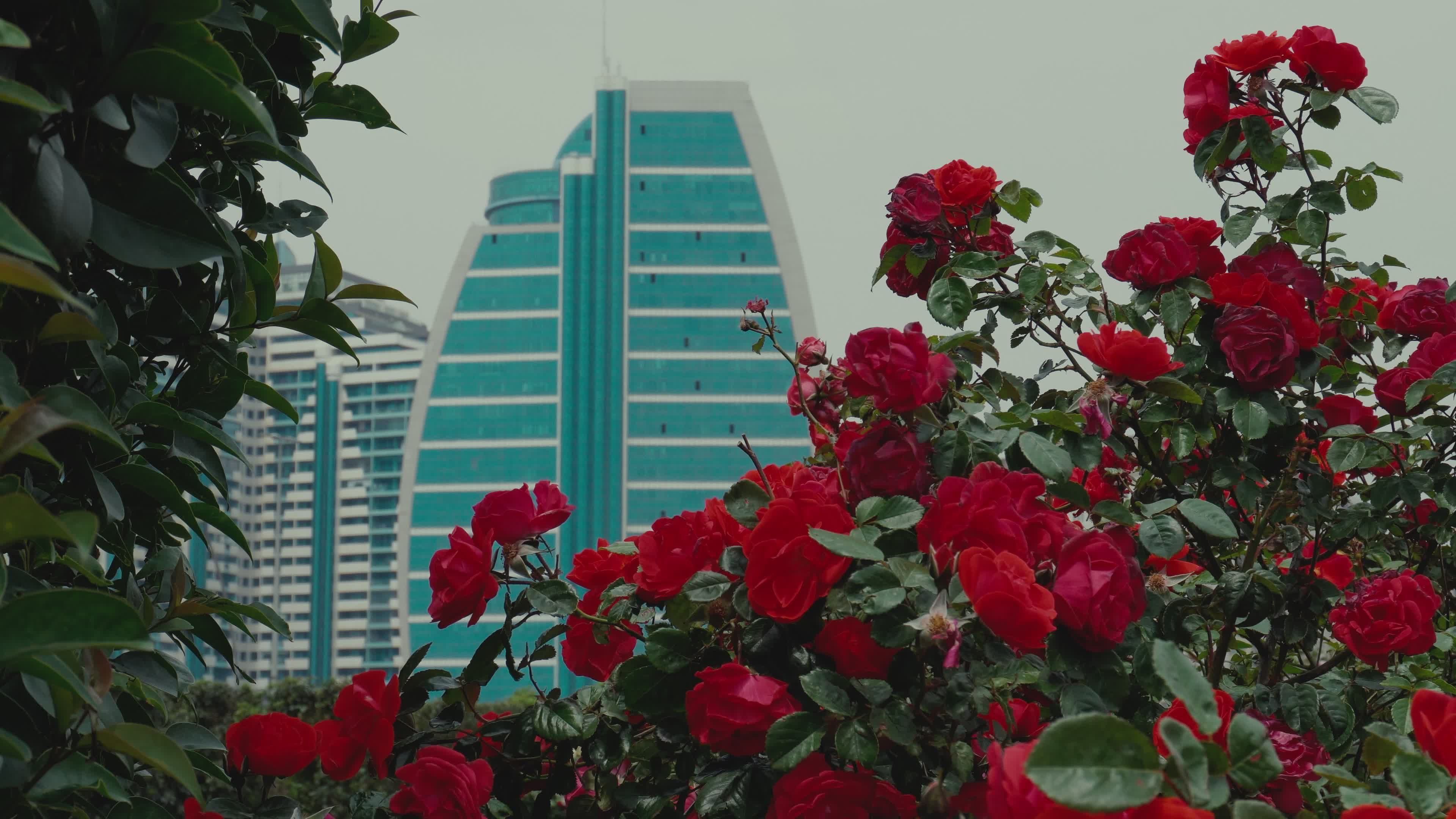 Urban Landscape with Roses and Modern Architecture Free Stock Video ...