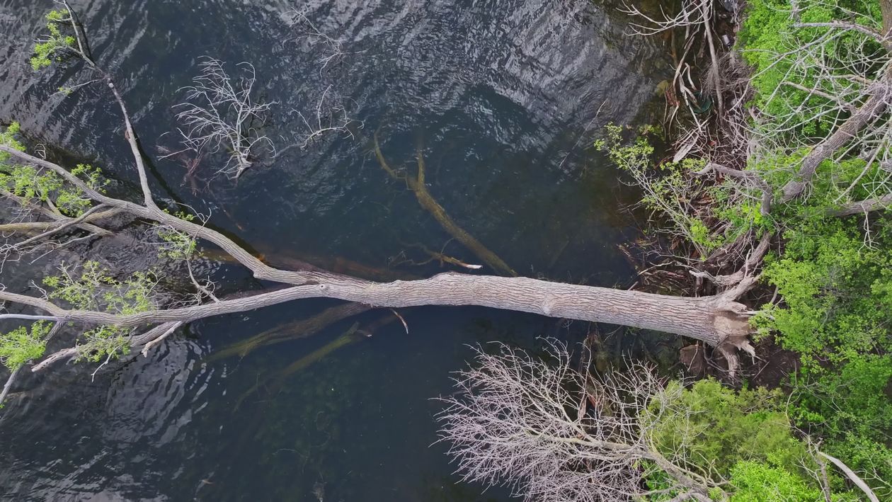 Aerial View of Fallen Tree in Tranquil River Free Stock Video Footage ...