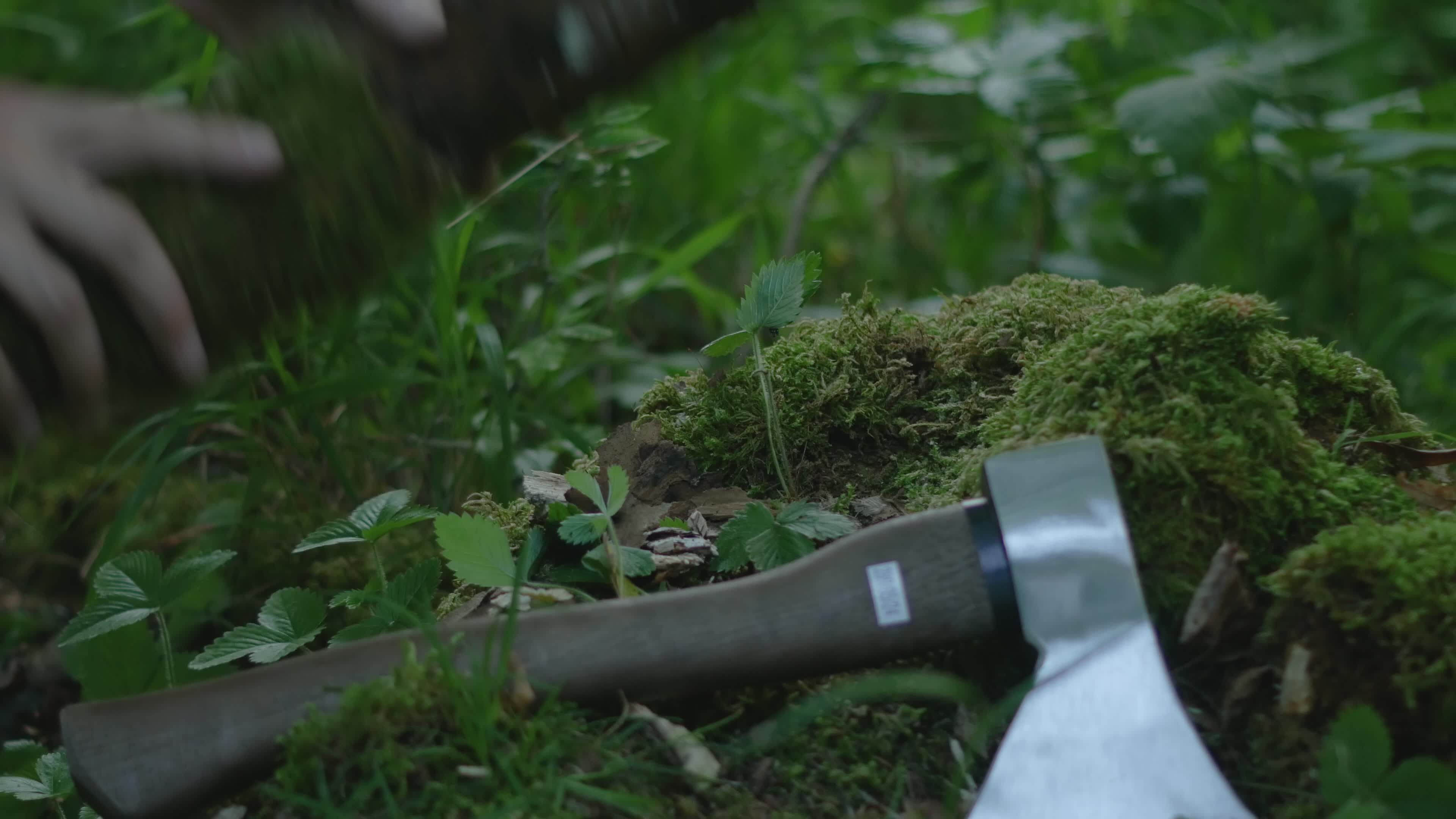 chopping wood in lush forest setting 32604345