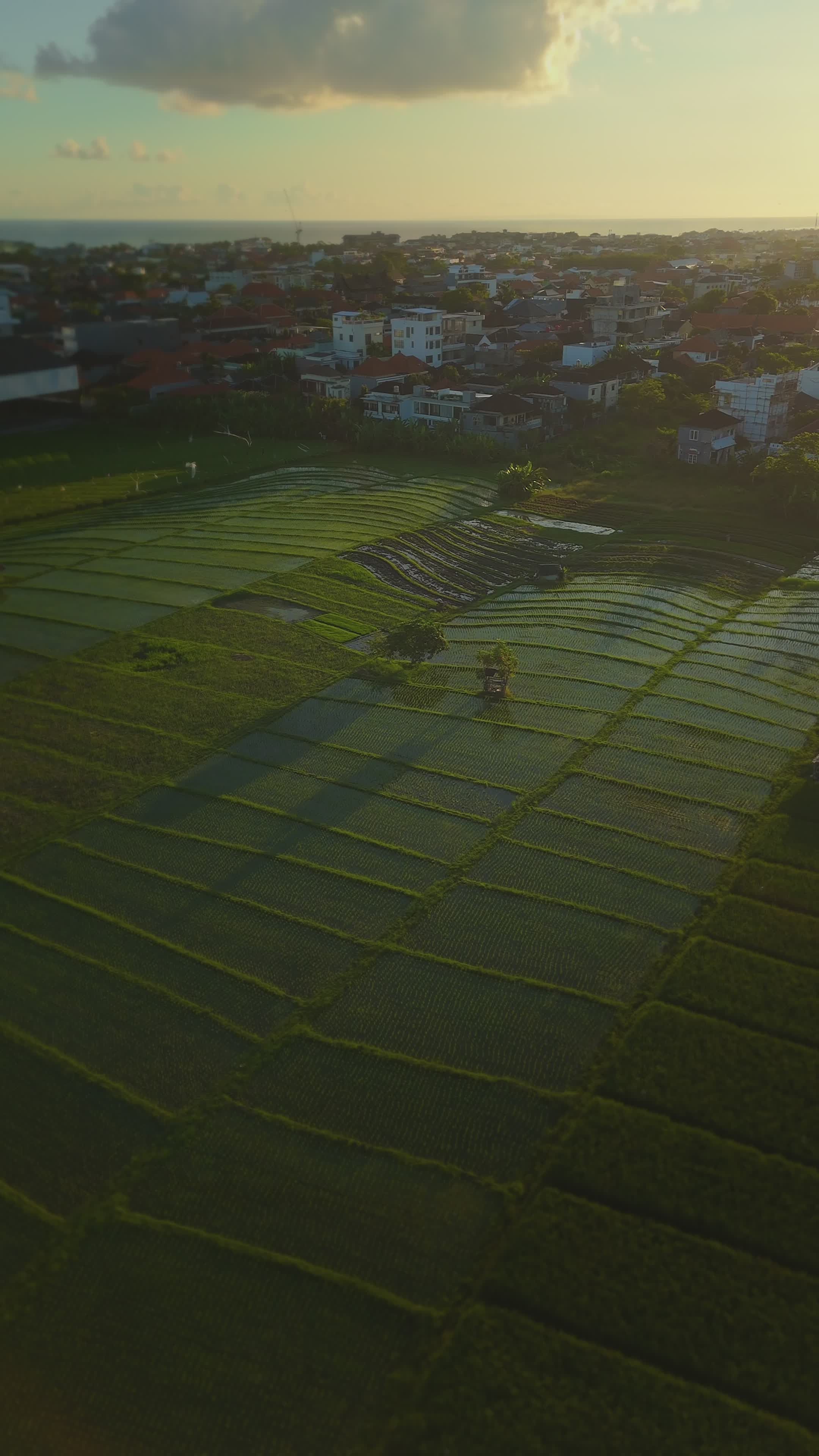 Aerial View of Canggu Rice Fields at Sunset Free Stock Video Footage ...