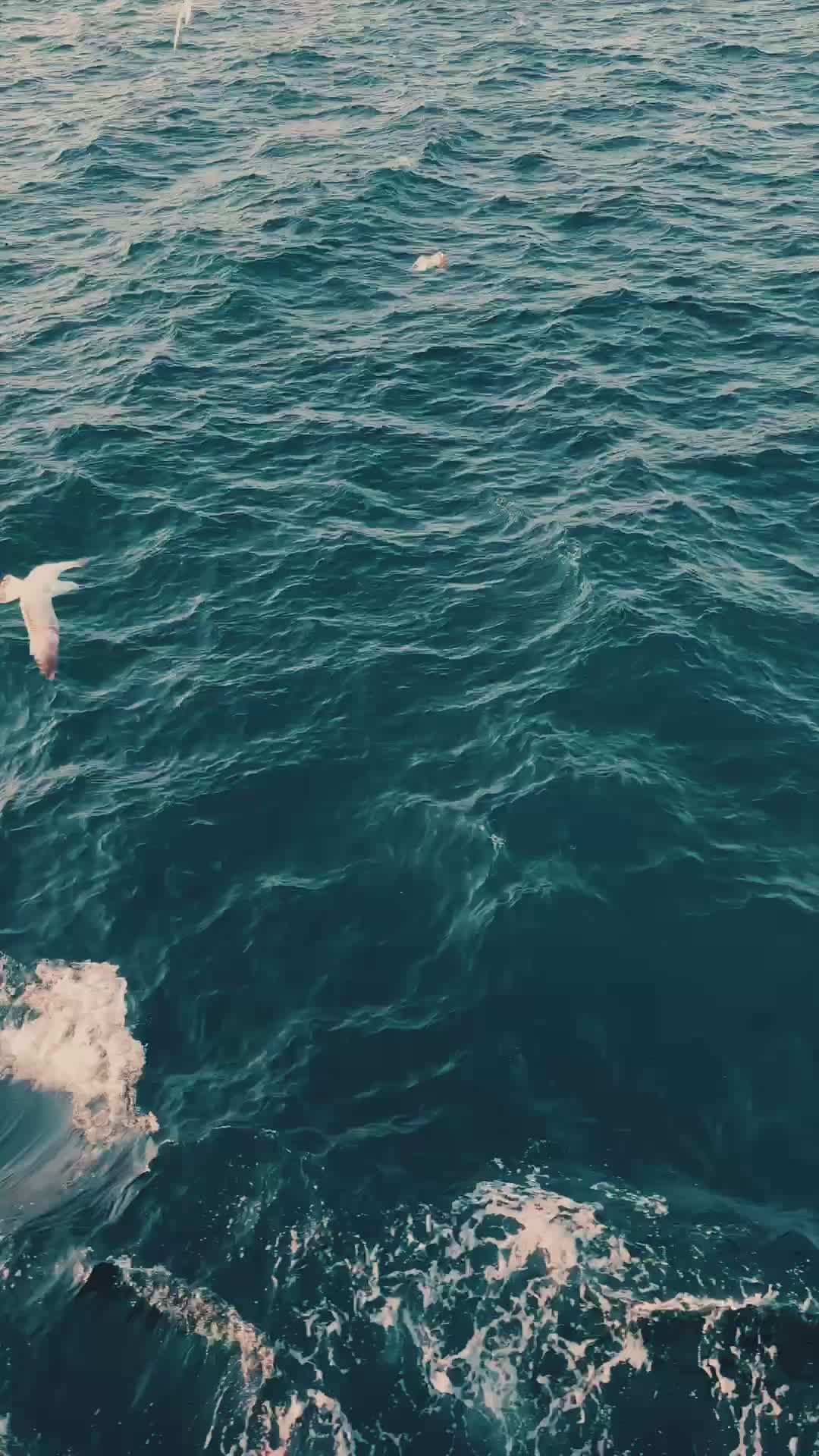Video by Bay Kadir Oguzhan