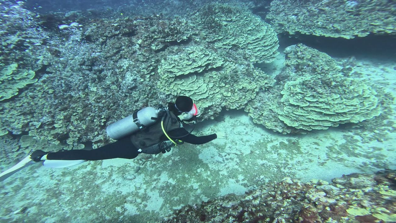 Scuba Diver Exploring Vibrant Coral Reef Free Stock Video Footage ...