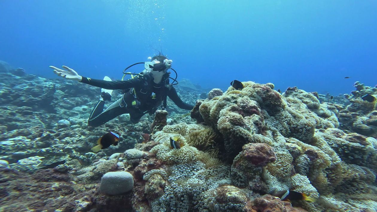 Scuba Diver Exploring Vibrant Coral Reefs Underwater Free Stock Video ...