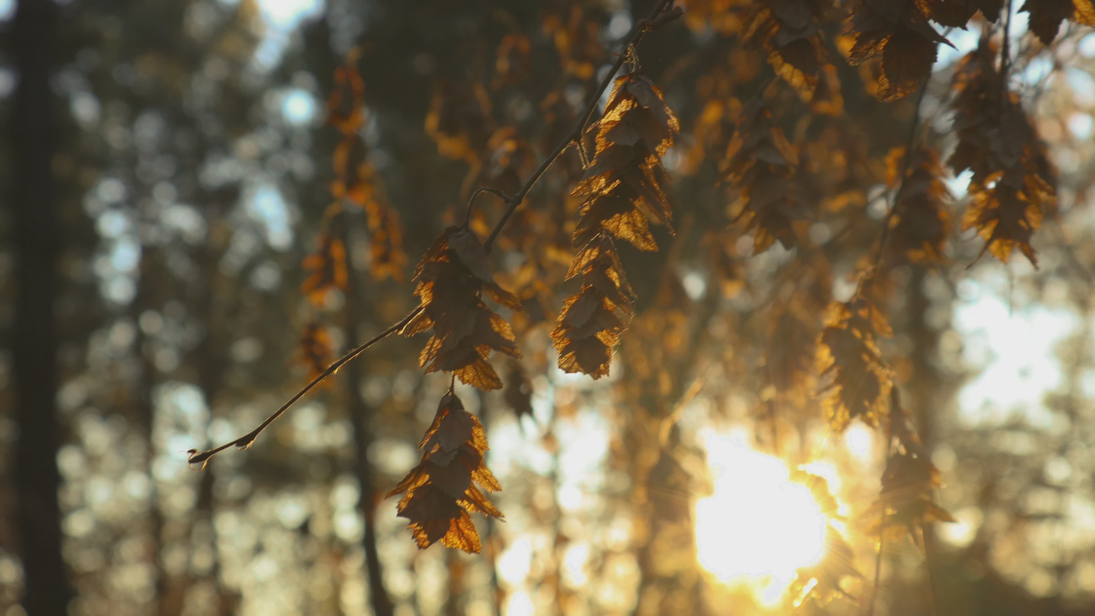 Golden Autumn Leaves with Sunlight Through Trees Free Stock Video ...