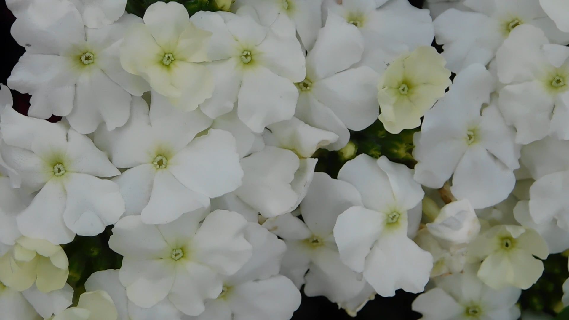 Video by Zuzanna Musial