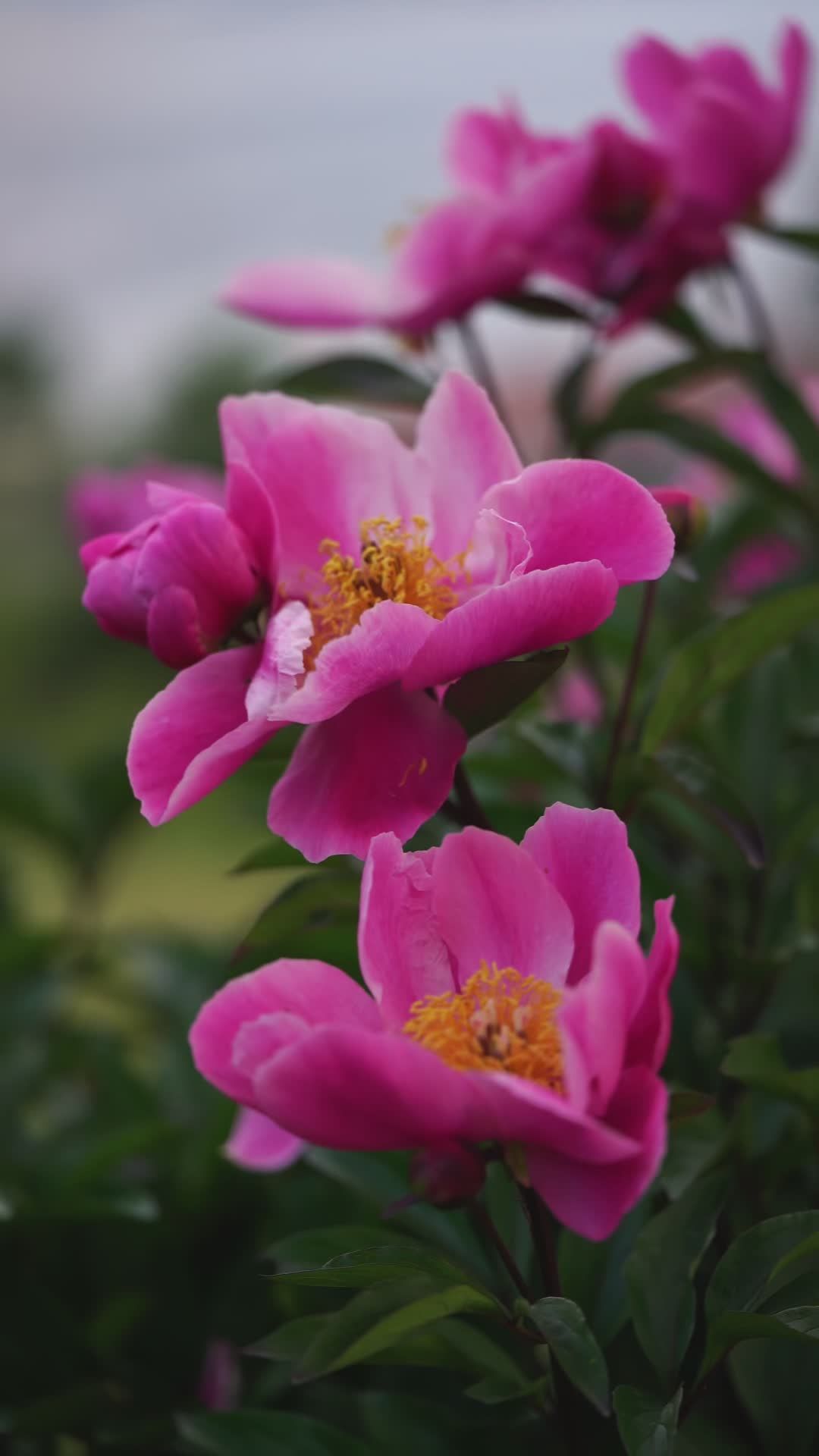 Vibrant Pink Peonies in Bloom Outdoors Free Stock Video Footage ...