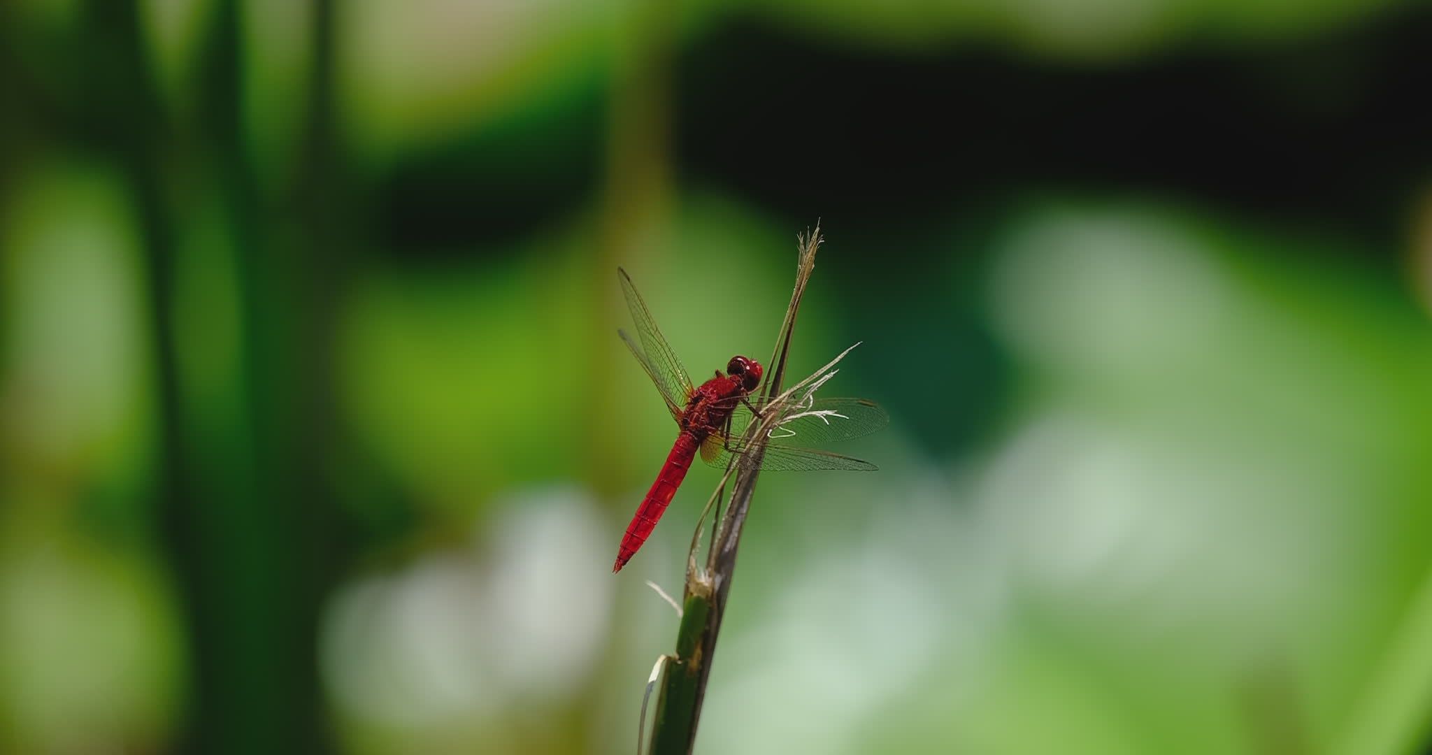 Vivid Red Dragonfly Resting on Leaf in Nature Free Stock Video Footage ...
