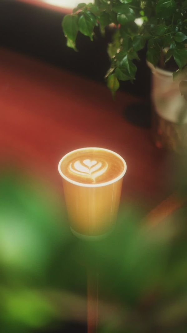 Cozy Cafe Ambience with Indoor Greenery Free Stock Video Footage ...