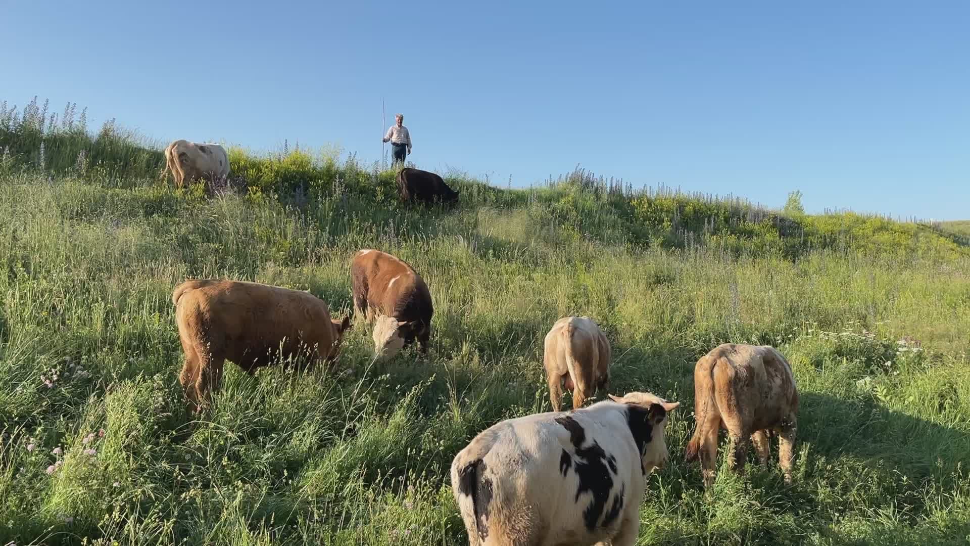 Serene Pastoral Scene with Grazing Cows and Shepherd Free Stock Video ...