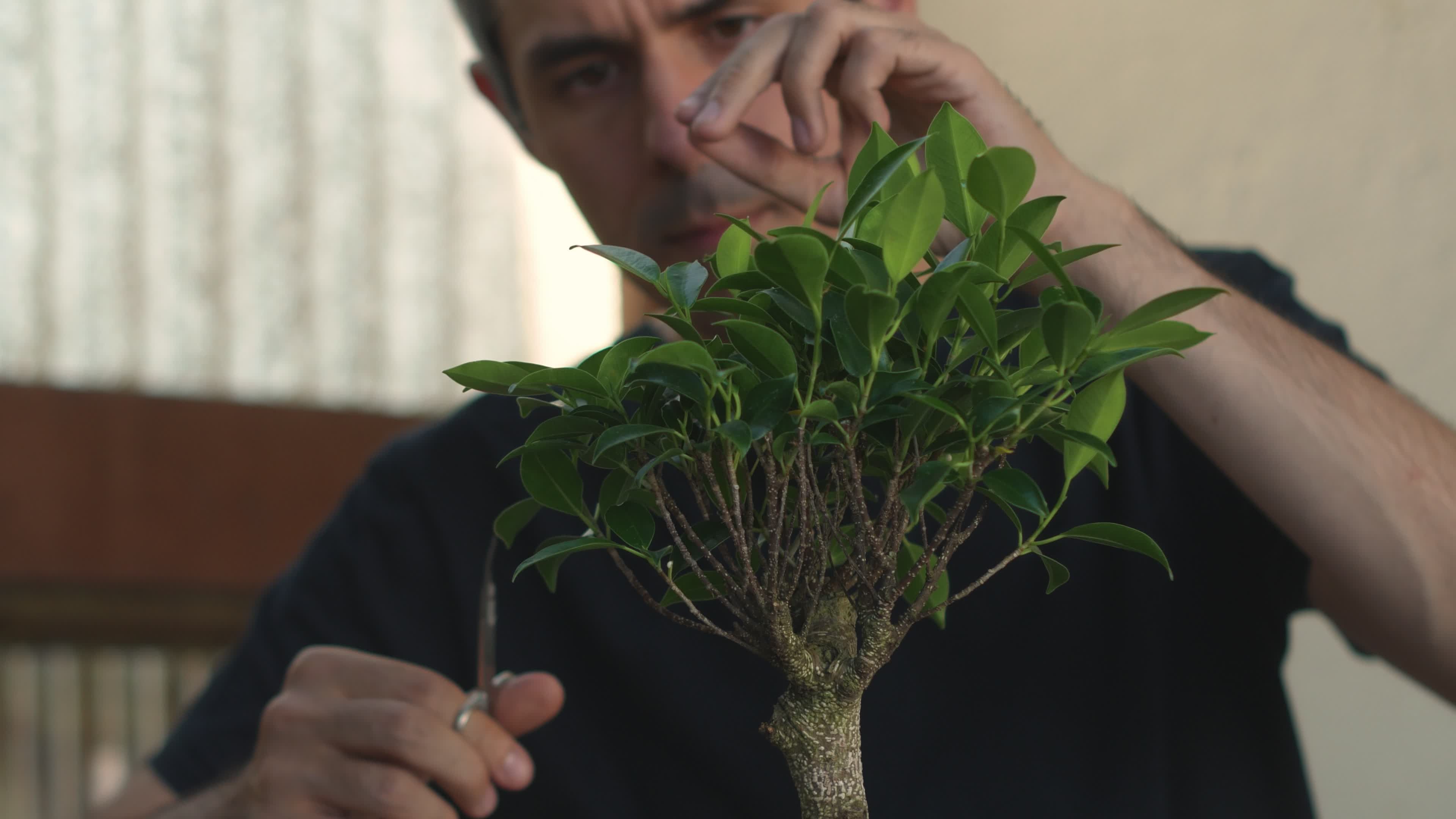 Artistic Bonsai Trimming by Hobbyist