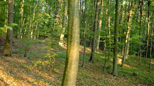 Bos Bomen Groeien Lang De Berghellingen