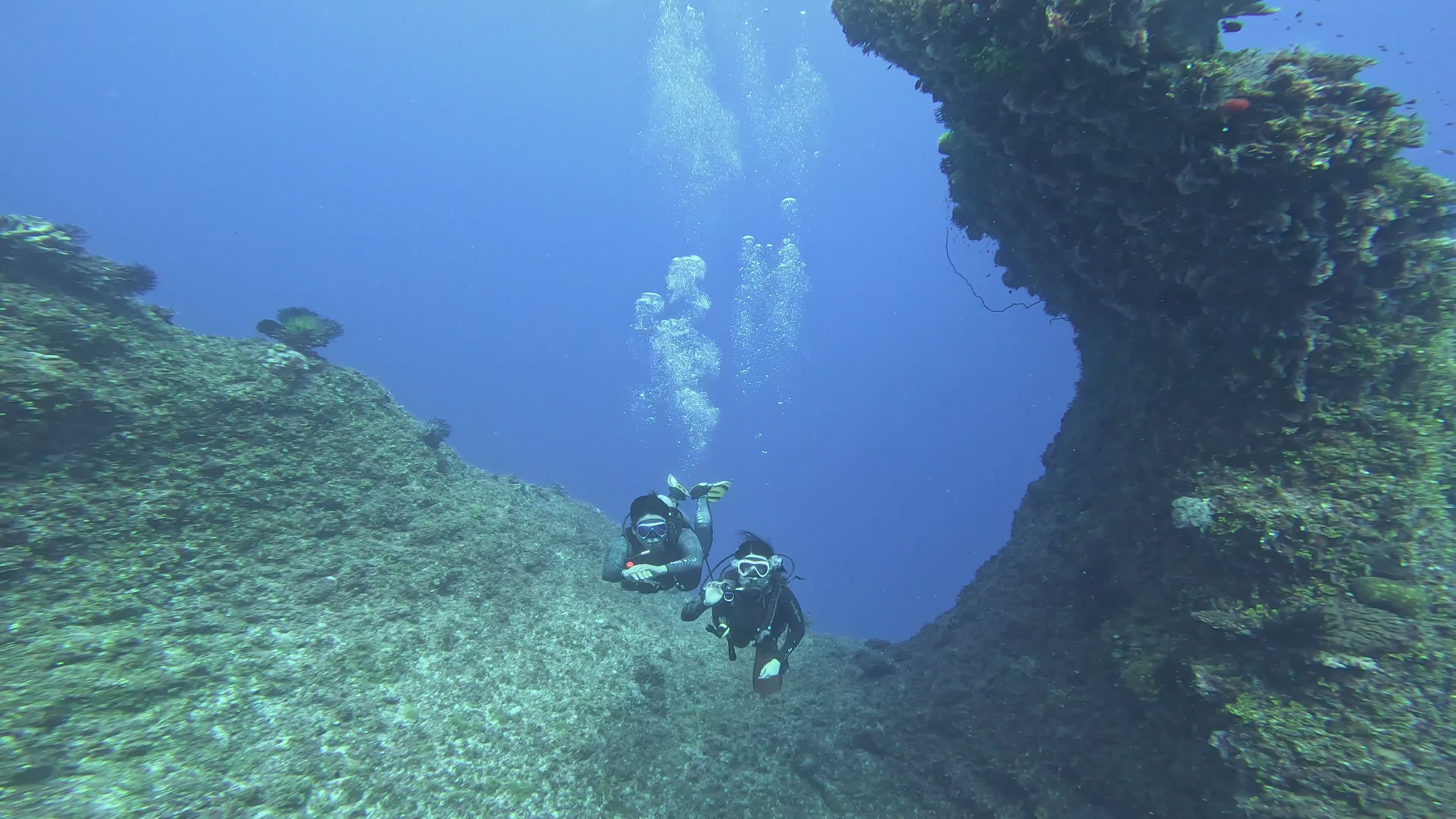 Diving Tour Operator video