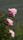 peonies