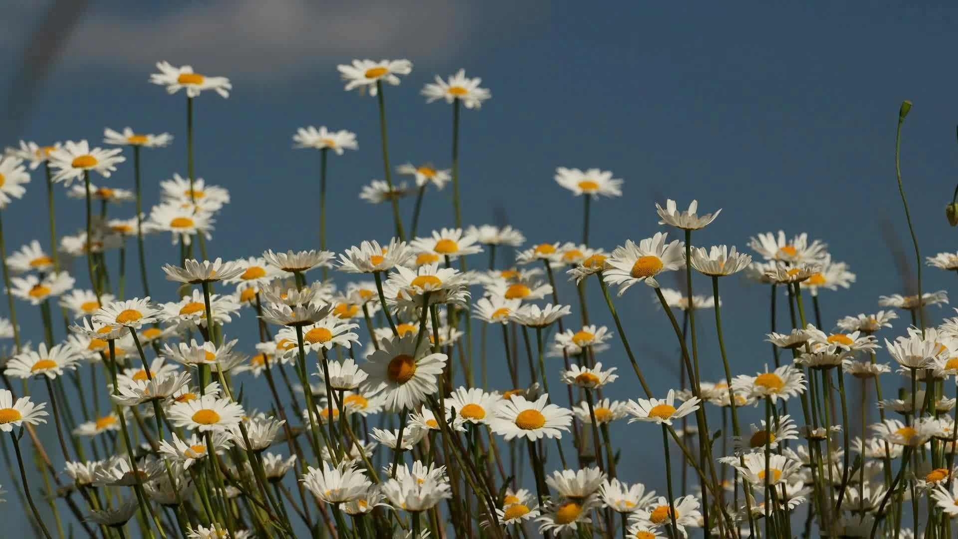 Close Up Videos, Download The BEST Free 4k Stock Video Footage & Close Up HD Video Clips ▶