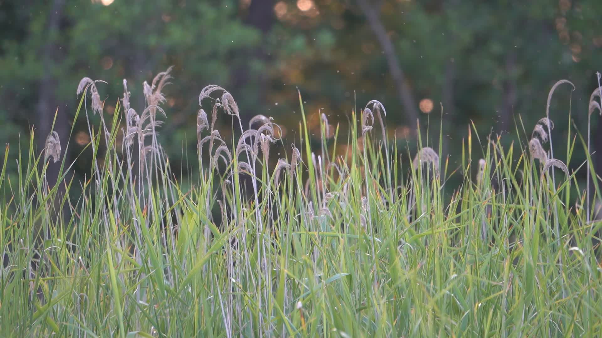 Video by Mateusz Max Maksiak