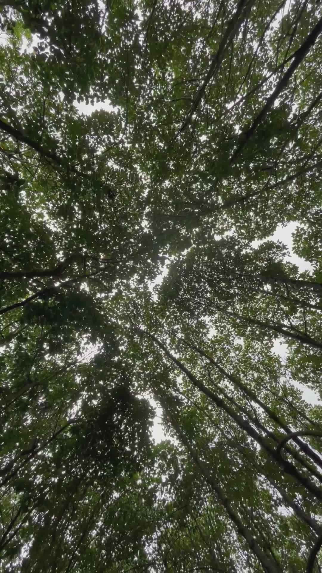 Video by Abhishek Chouhan