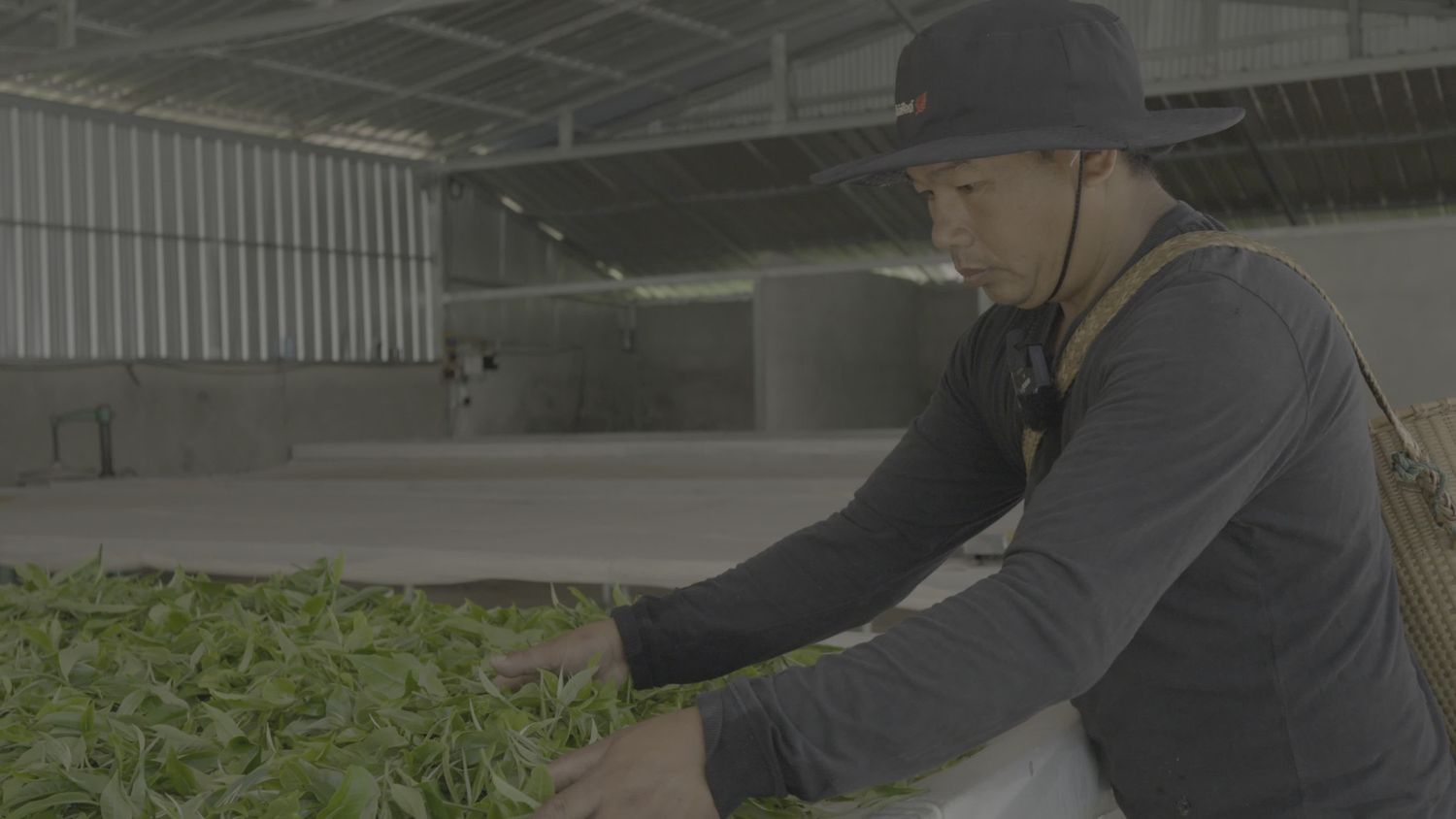 Tea Industry Videos, Download The BEST Free 4k Stock Video Footage ...