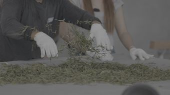 劣质茶视频素材