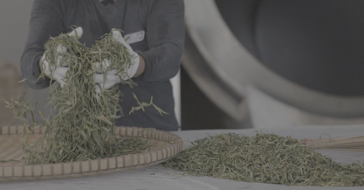 Traditional Asian Tea Processing in Factory Free Stock Video Footage ...