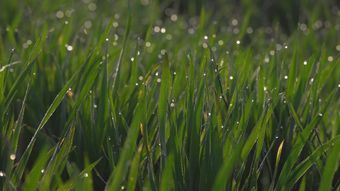 节气白露免费下载视频素材