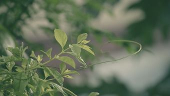 节气白露免费下载视频素材
