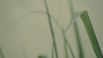 节气白露高清视频视频素材视频素材