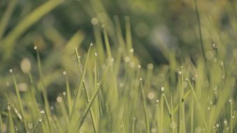 节气白露高清视频免费下载视频素材