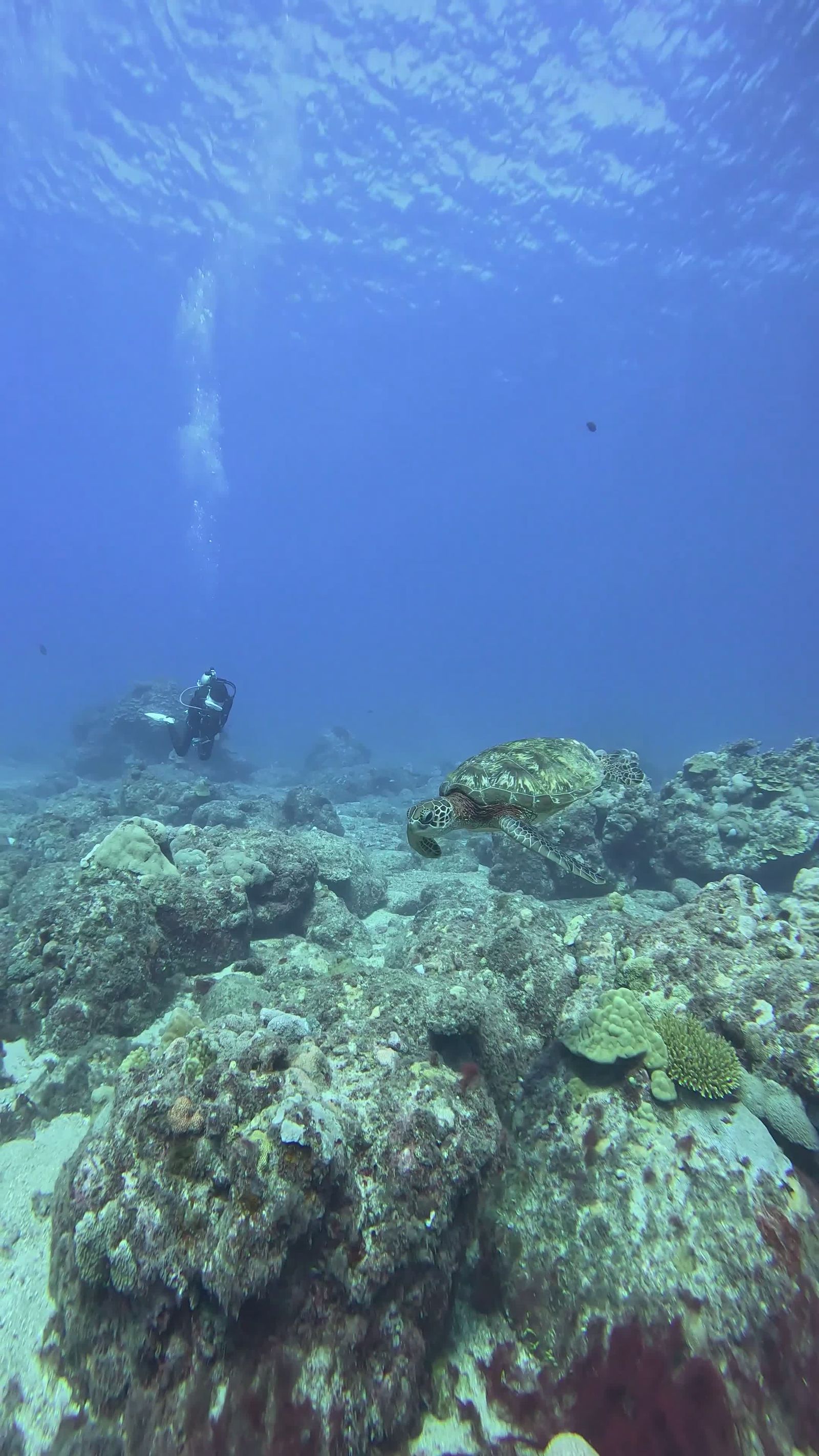 Scuba Diver Exploring Underwater Coral Reefs Free Stock Video Footage ...