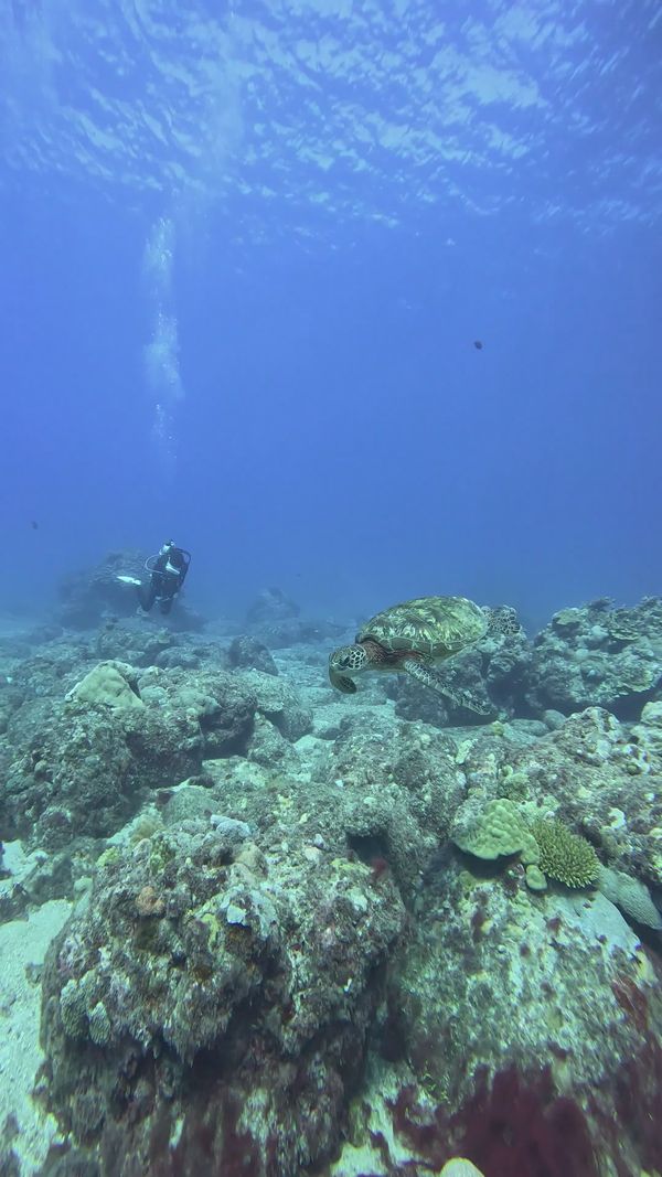 Scuba Diver Exploring Underwater Coral Reefs Free Stock Video Footage ...