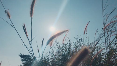 Spikelets Arrangement On Wild Grass