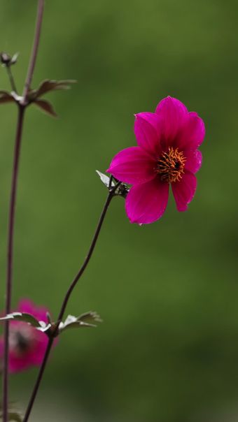花免费下载免费下载免费下载视频素材