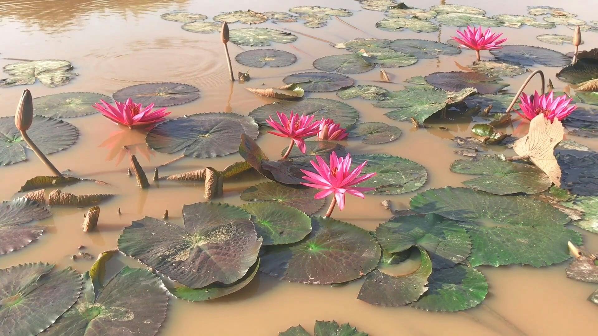 Leaves And Flowers Of A Water Plants Floating On A Water Surface · Free