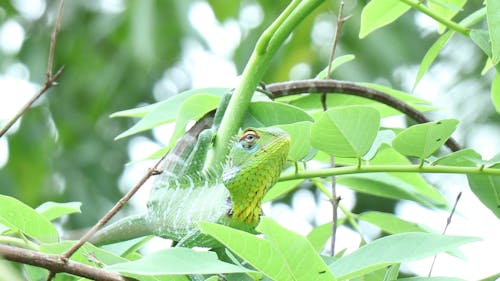 Close-up View Of An Iguana On A Tree