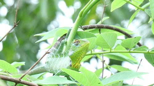 Vue Rapprochée D'un Iguane Sur Un Arbre