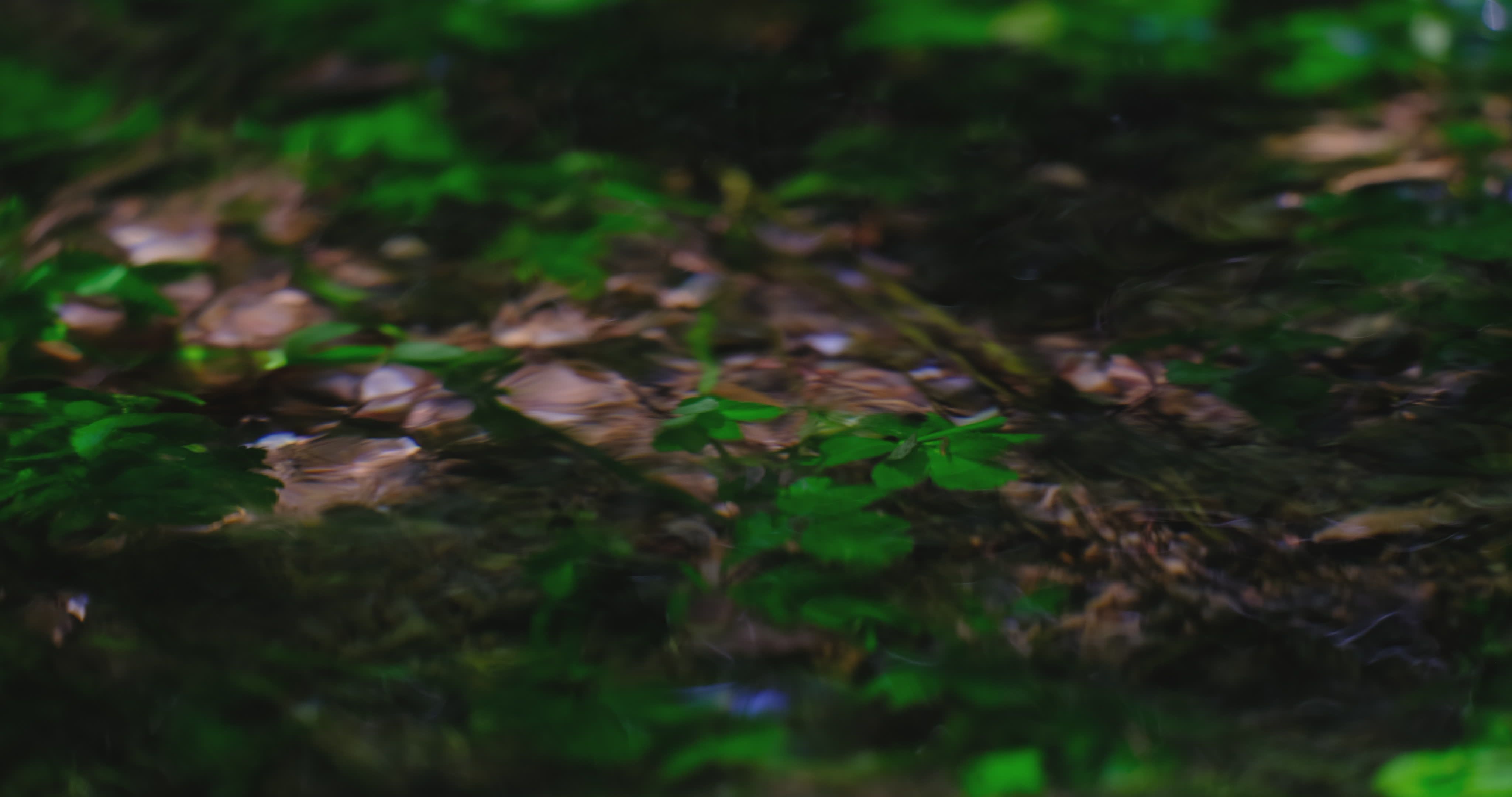 Video by Engin Akyurt